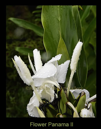 White Flower Panama II Print - Island Art Bocas Artist